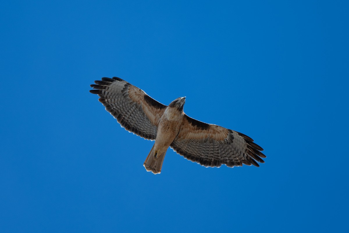 Red-tailed Hawk - ML644685100