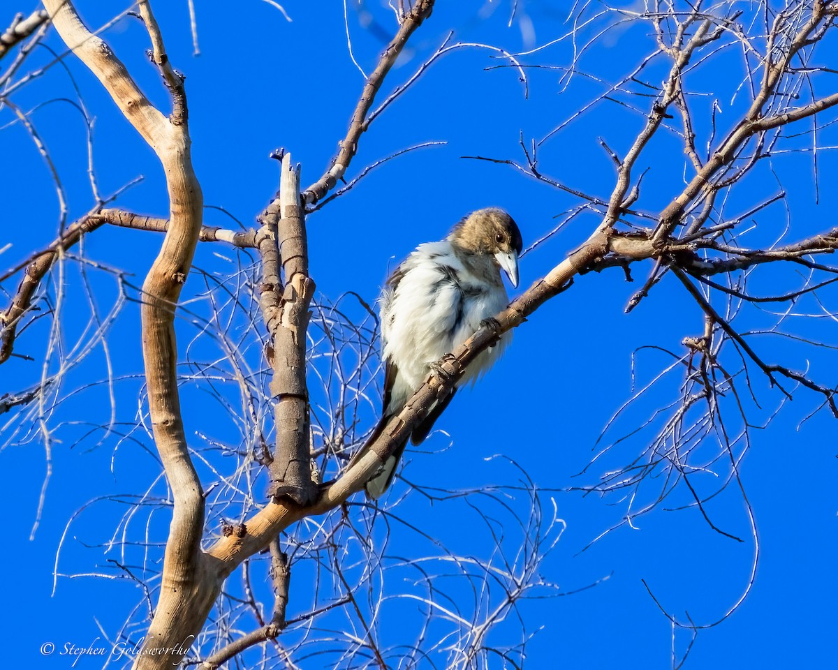Pied Butcherbird - ML644685102