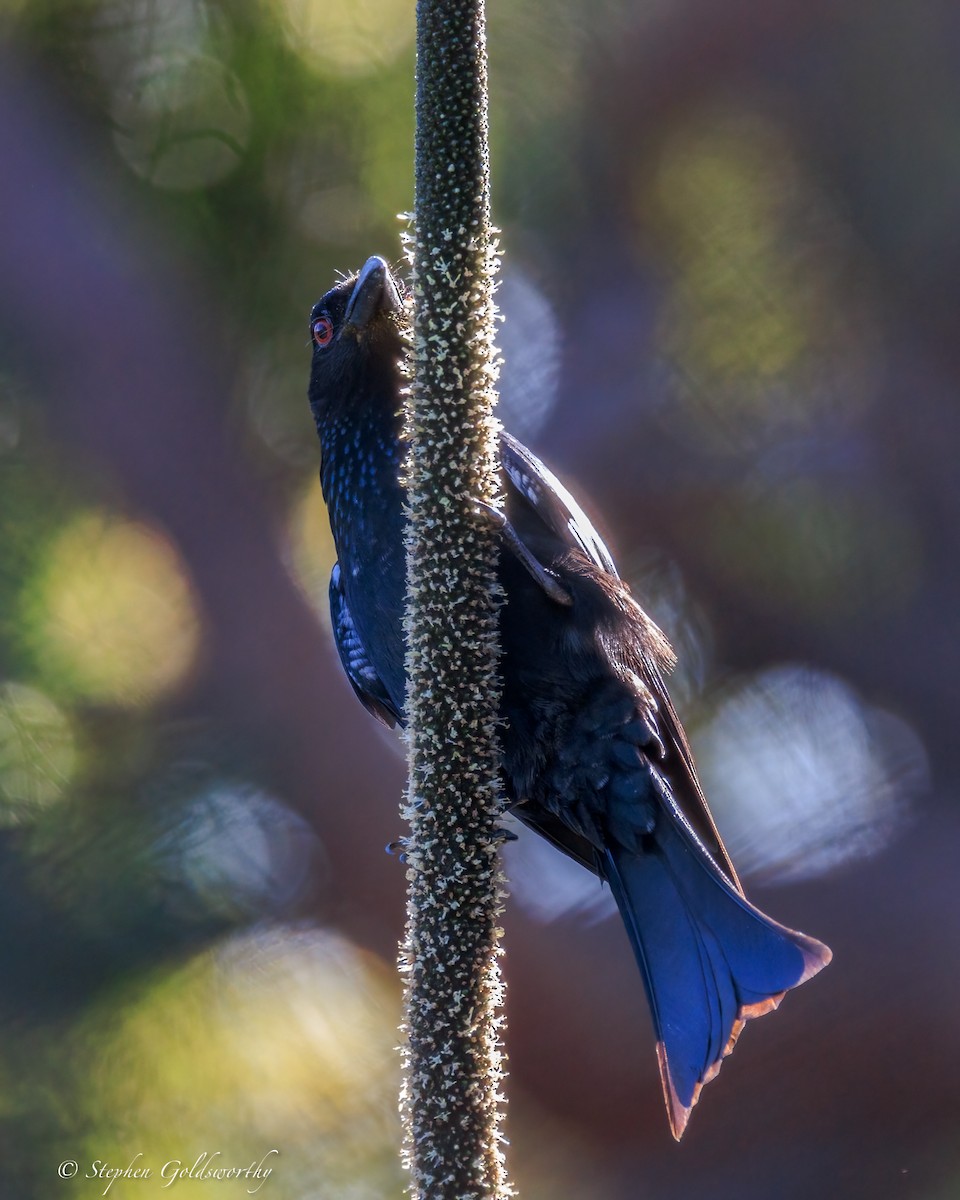 Spangled Drongo - ML644685103