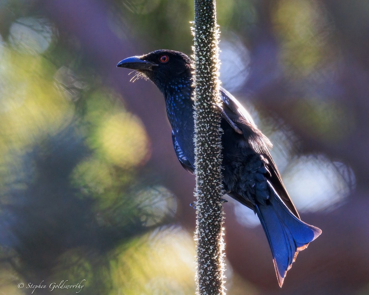 Spangled Drongo - ML644685104