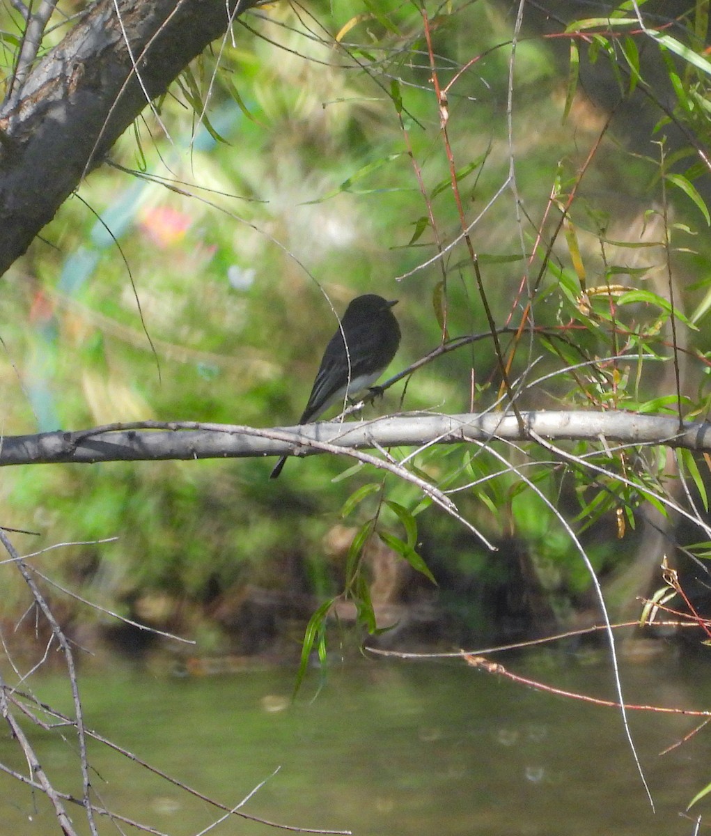 Black Phoebe - ML644685106