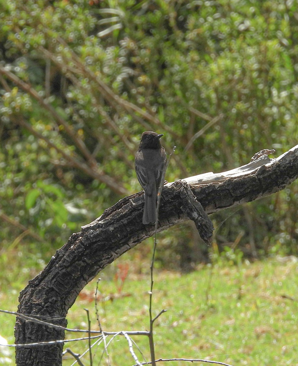 Black Phoebe - ML644685107