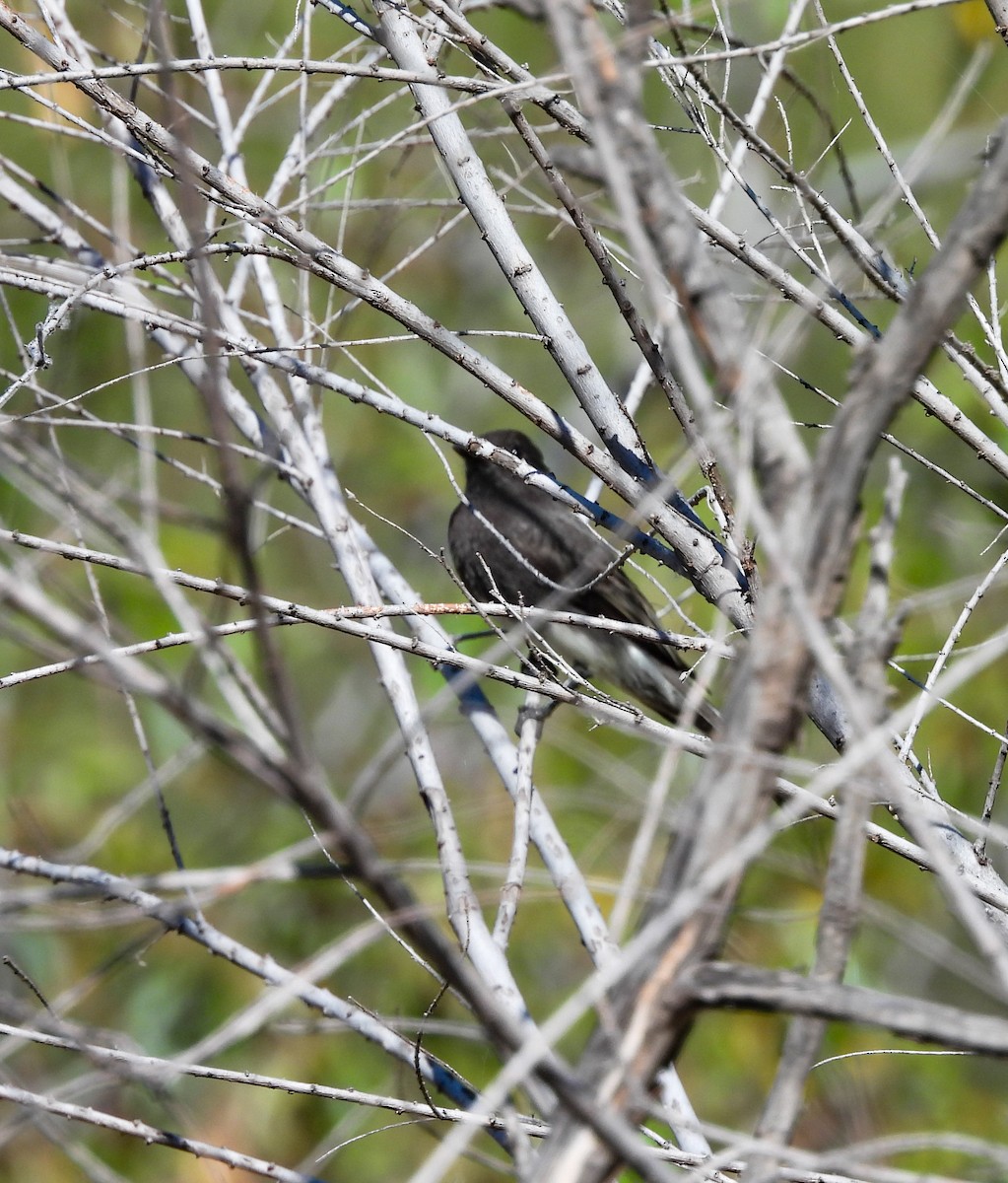 Black Phoebe - ML644685108