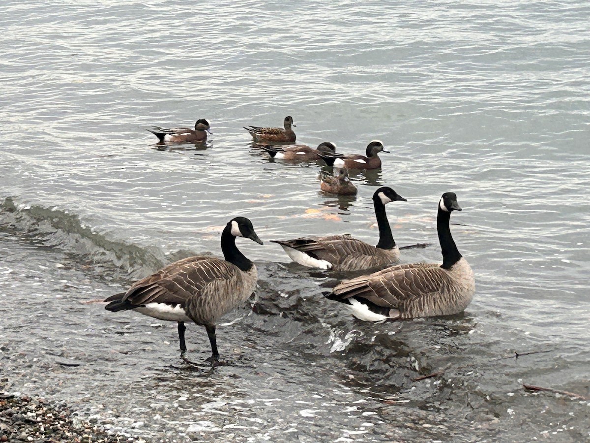 Канад галуу - ML644685110