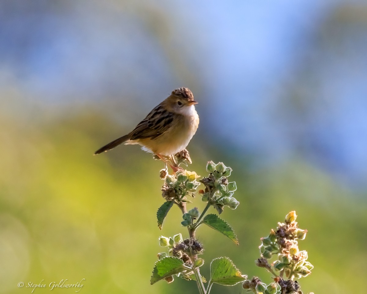 Golden-headed Cisticola - ML644685112