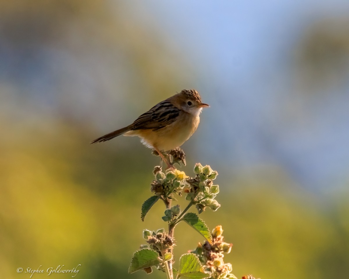 Golden-headed Cisticola - ML644685114