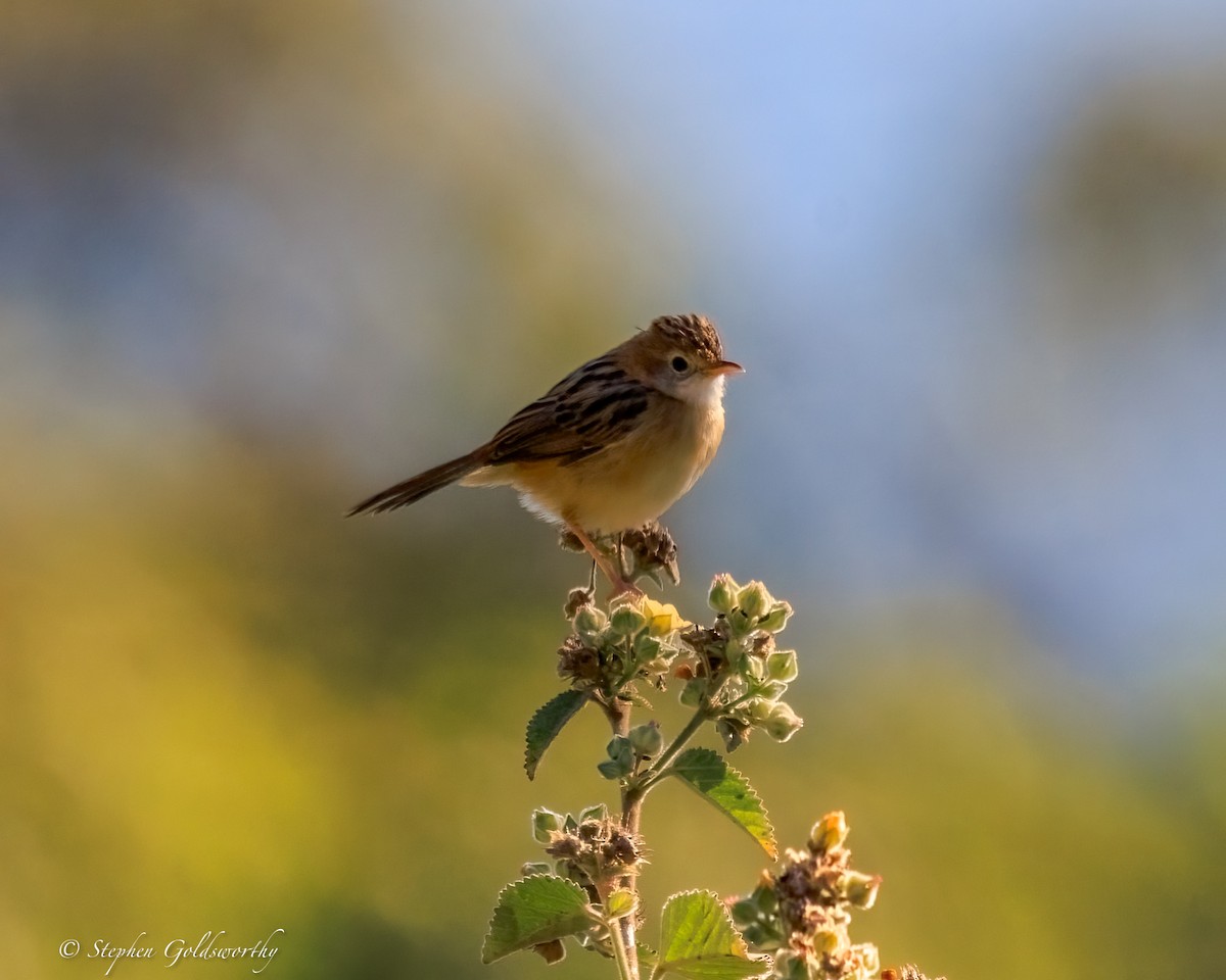 Golden-headed Cisticola - ML644685115