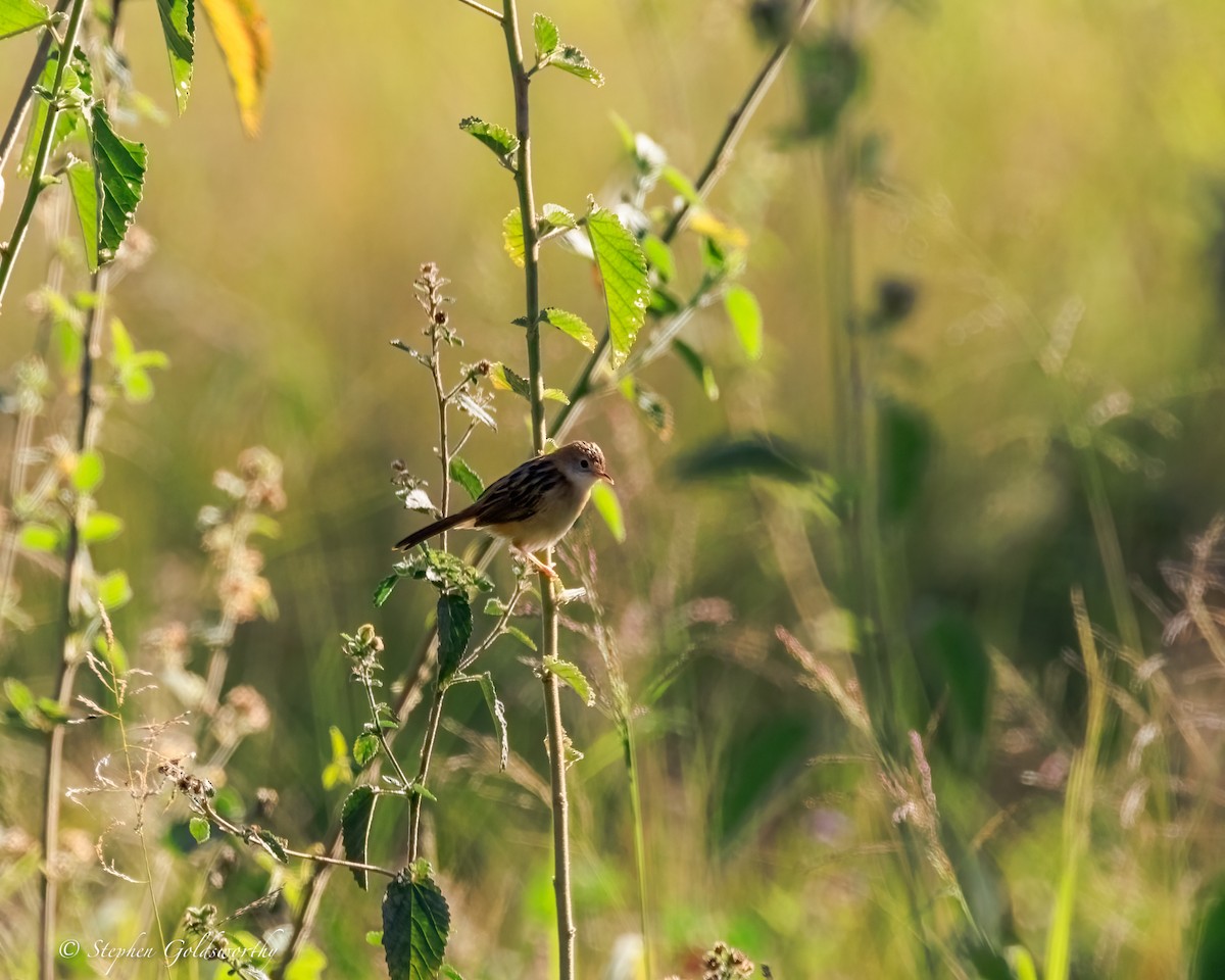 Golden-headed Cisticola - ML644685117