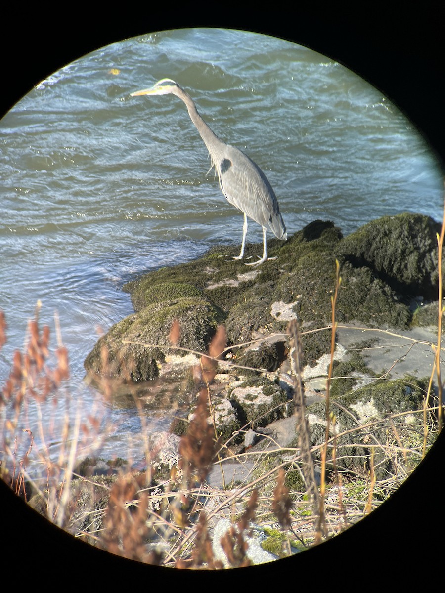 Great Blue Heron - ML644685118