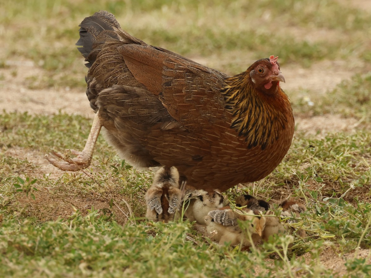 セキショクヤケイ（家畜） - ML644685123