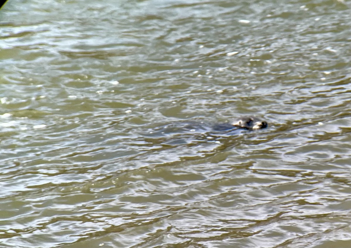 Mammals - ML644685124