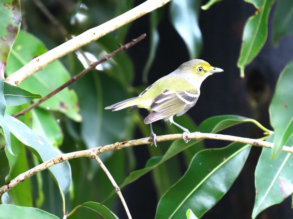 White-eyed Vireo - ML644685125