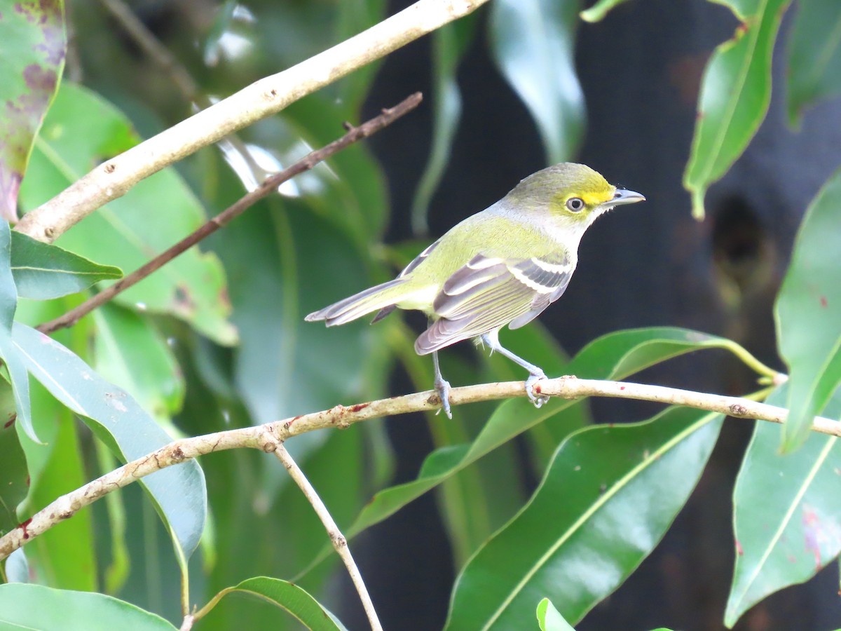 White-eyed Vireo - ML644685126