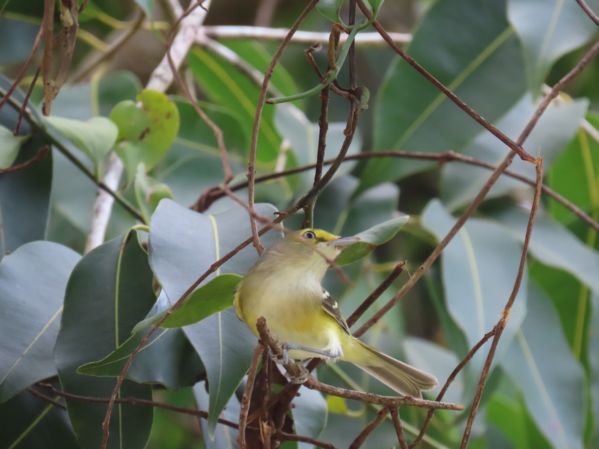 White-eyed Vireo - ML644685127