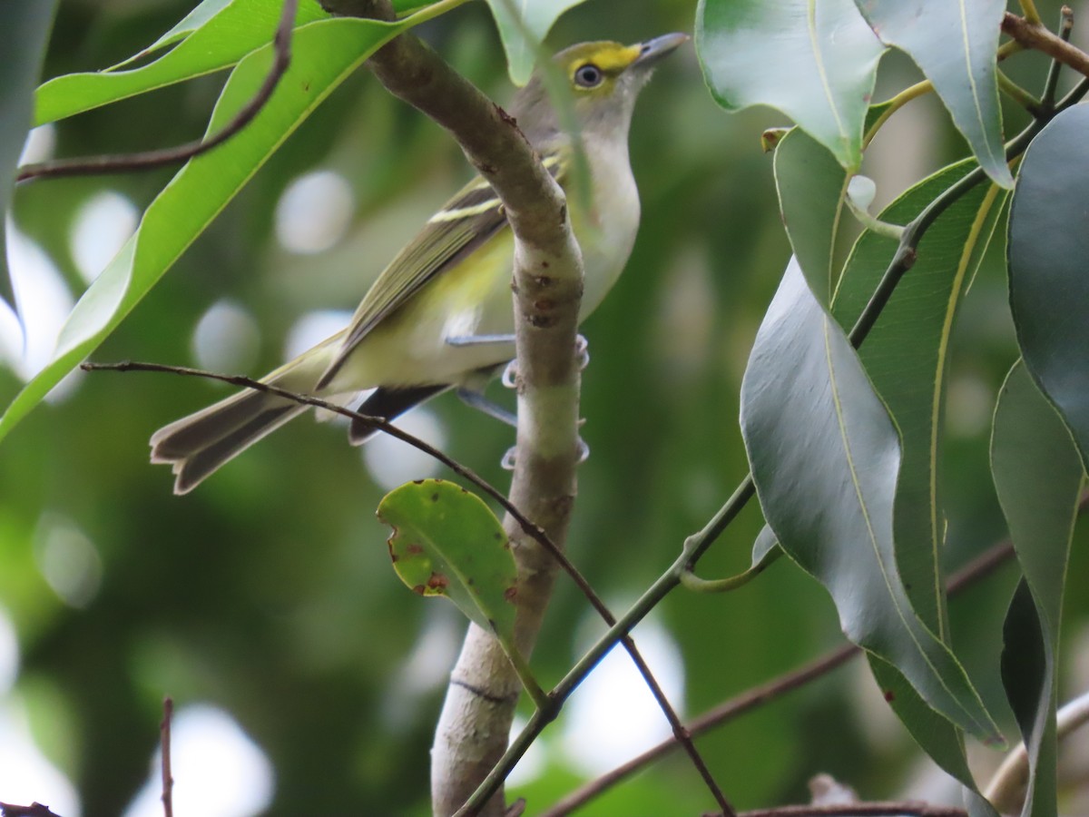 White-eyed Vireo - ML644685128