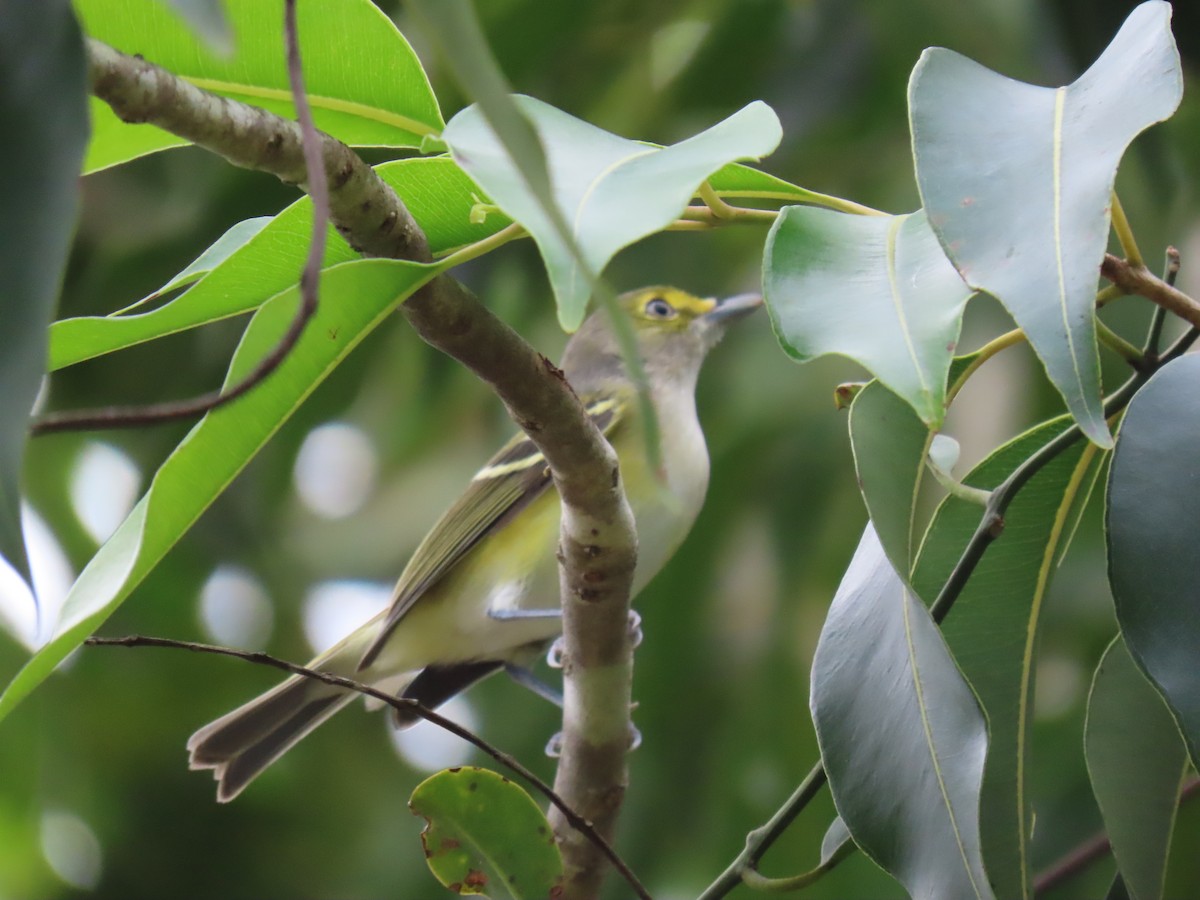 White-eyed Vireo - ML644685129