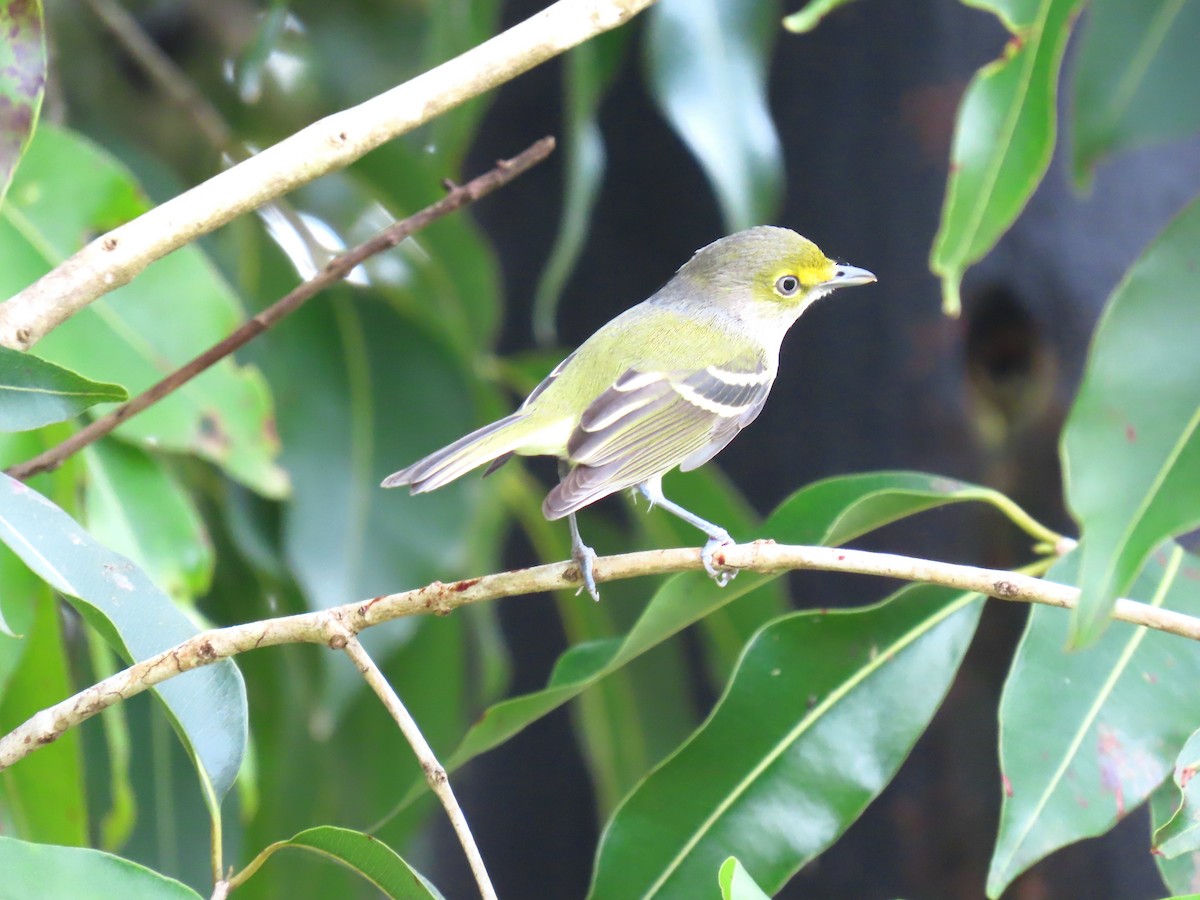 White-eyed Vireo - ML644685130