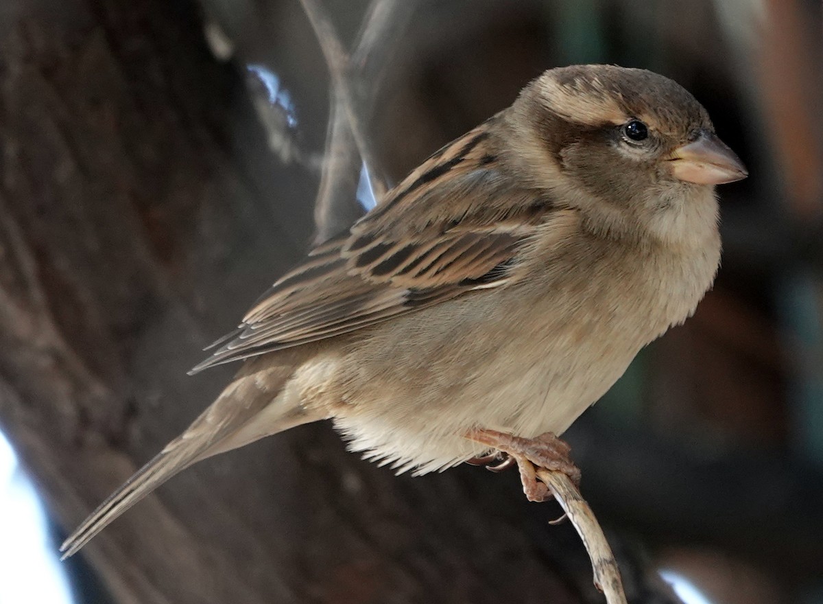 イエスズメ - ML644685133