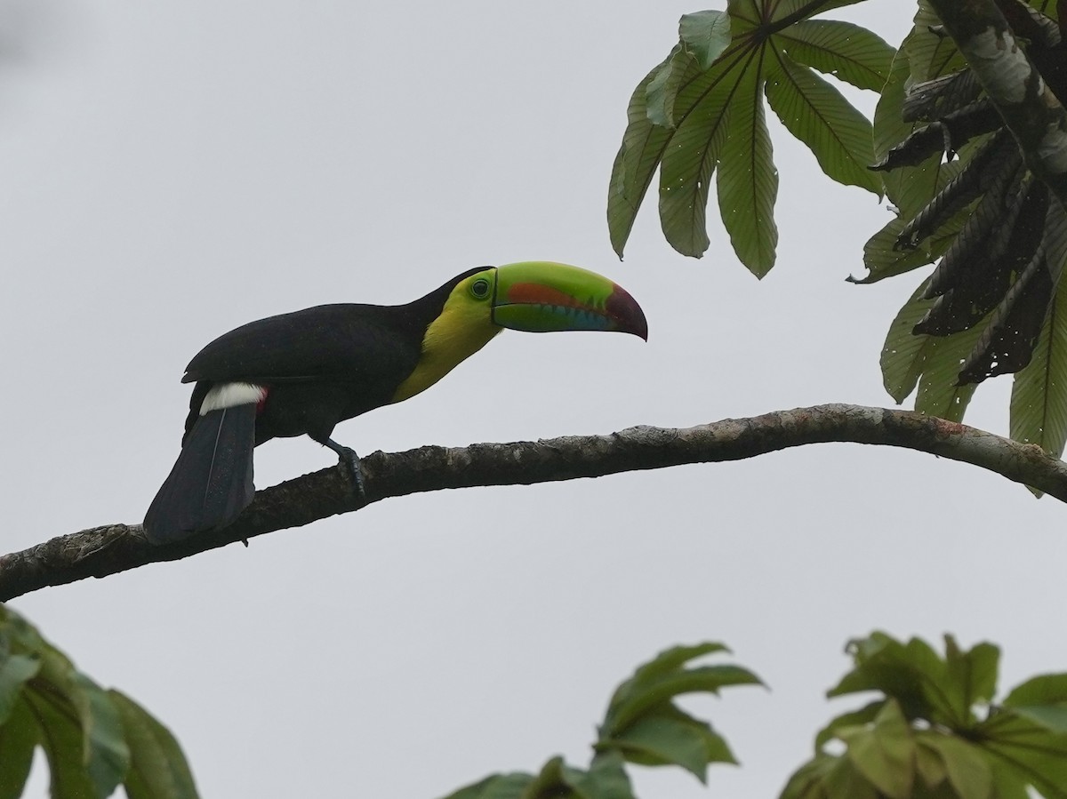 Keel-billed Toucan - ML644685136