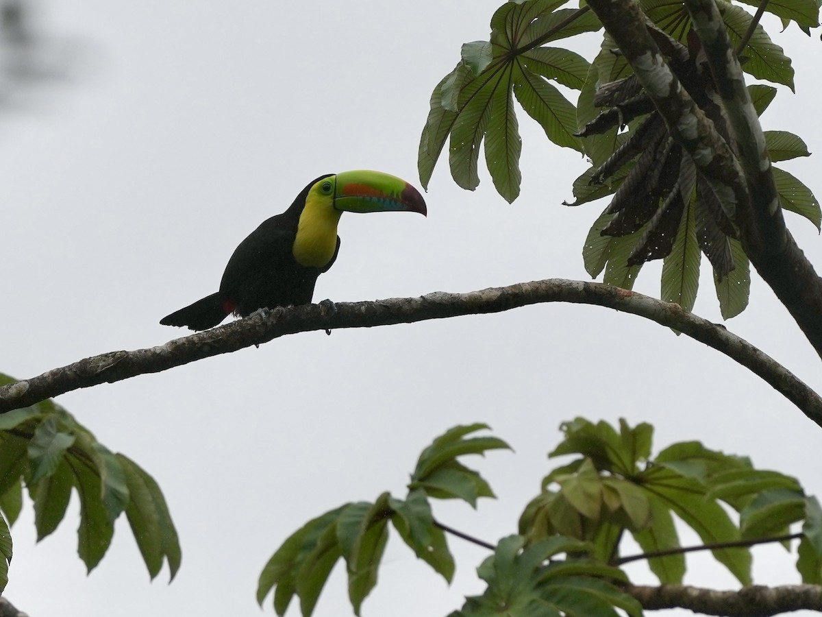 Keel-billed Toucan - ML644685137