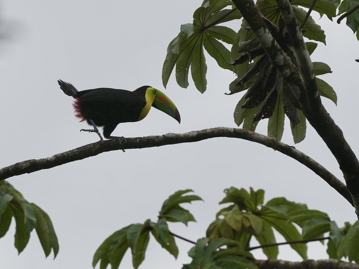 Keel-billed Toucan - ML644685138