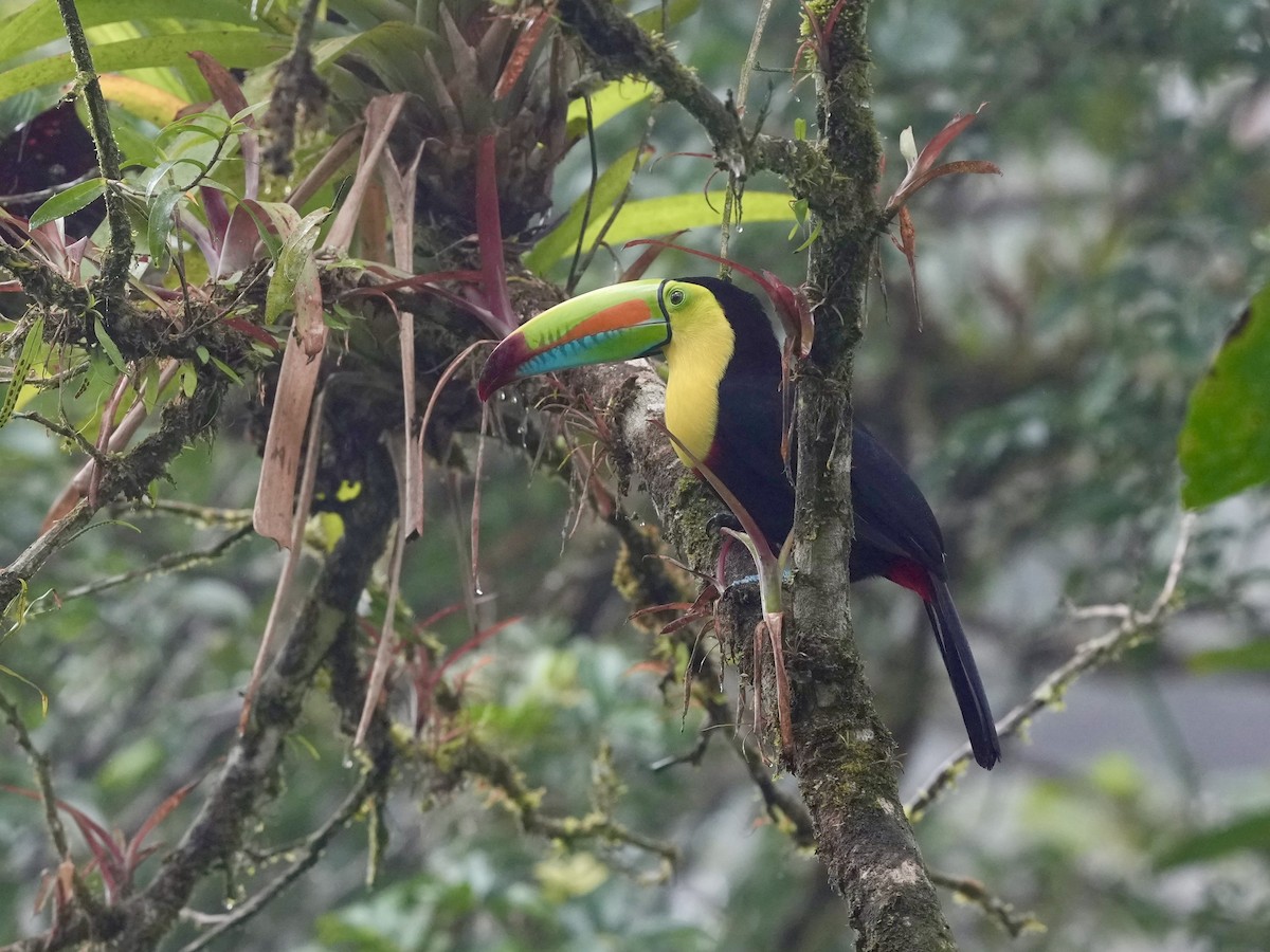 Keel-billed Toucan - ML644685139