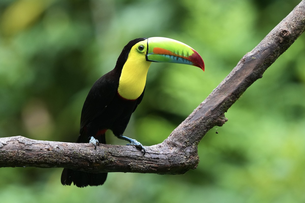 Keel-billed Toucan - ML644685140