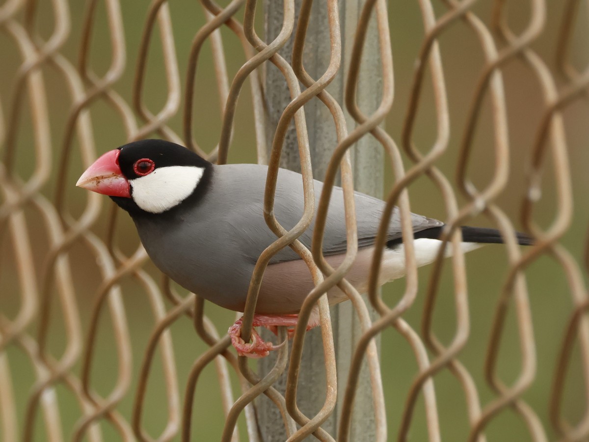 ブンチョウ - ML644685142