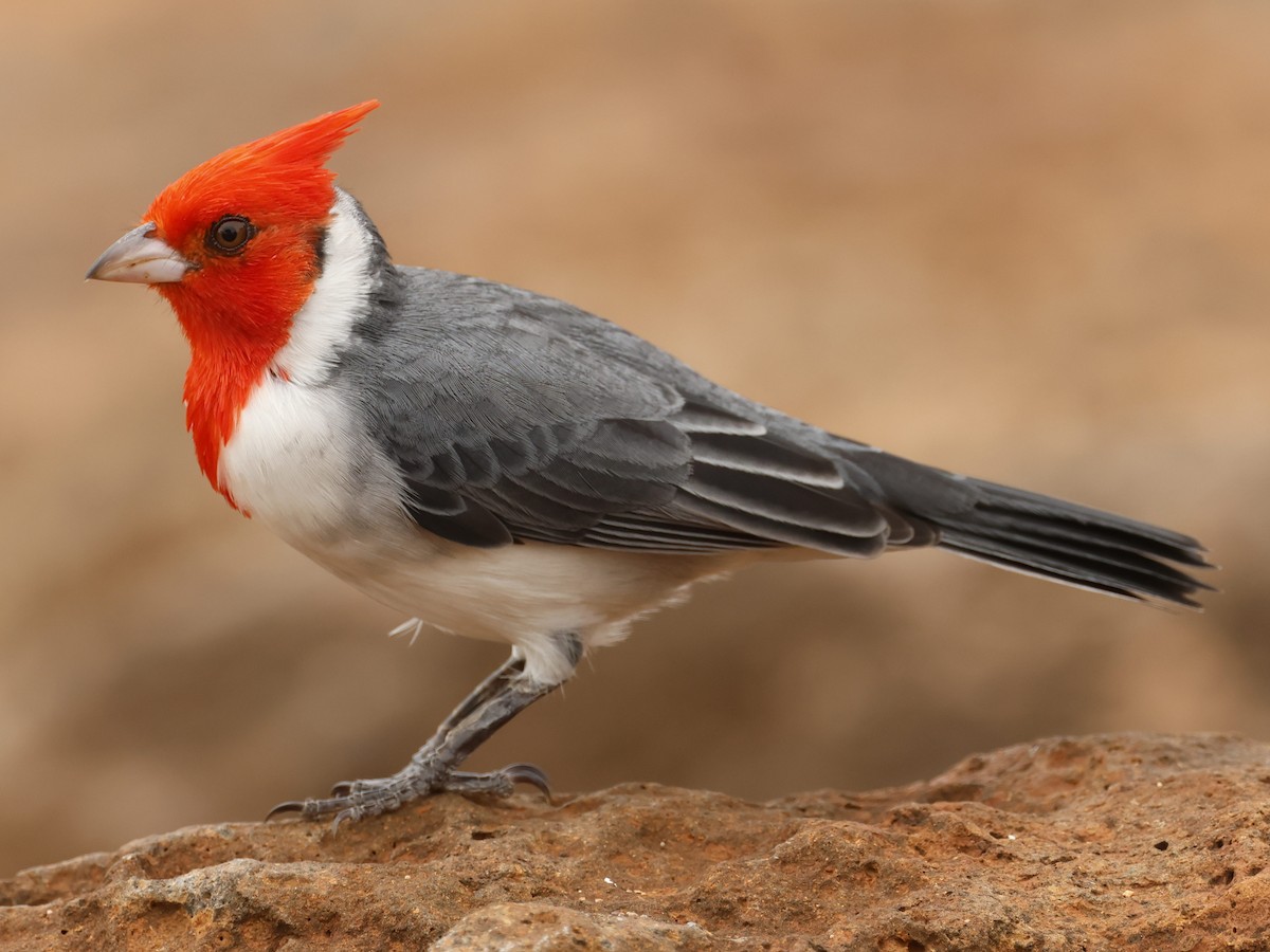 Paroare huppé - ML644685147