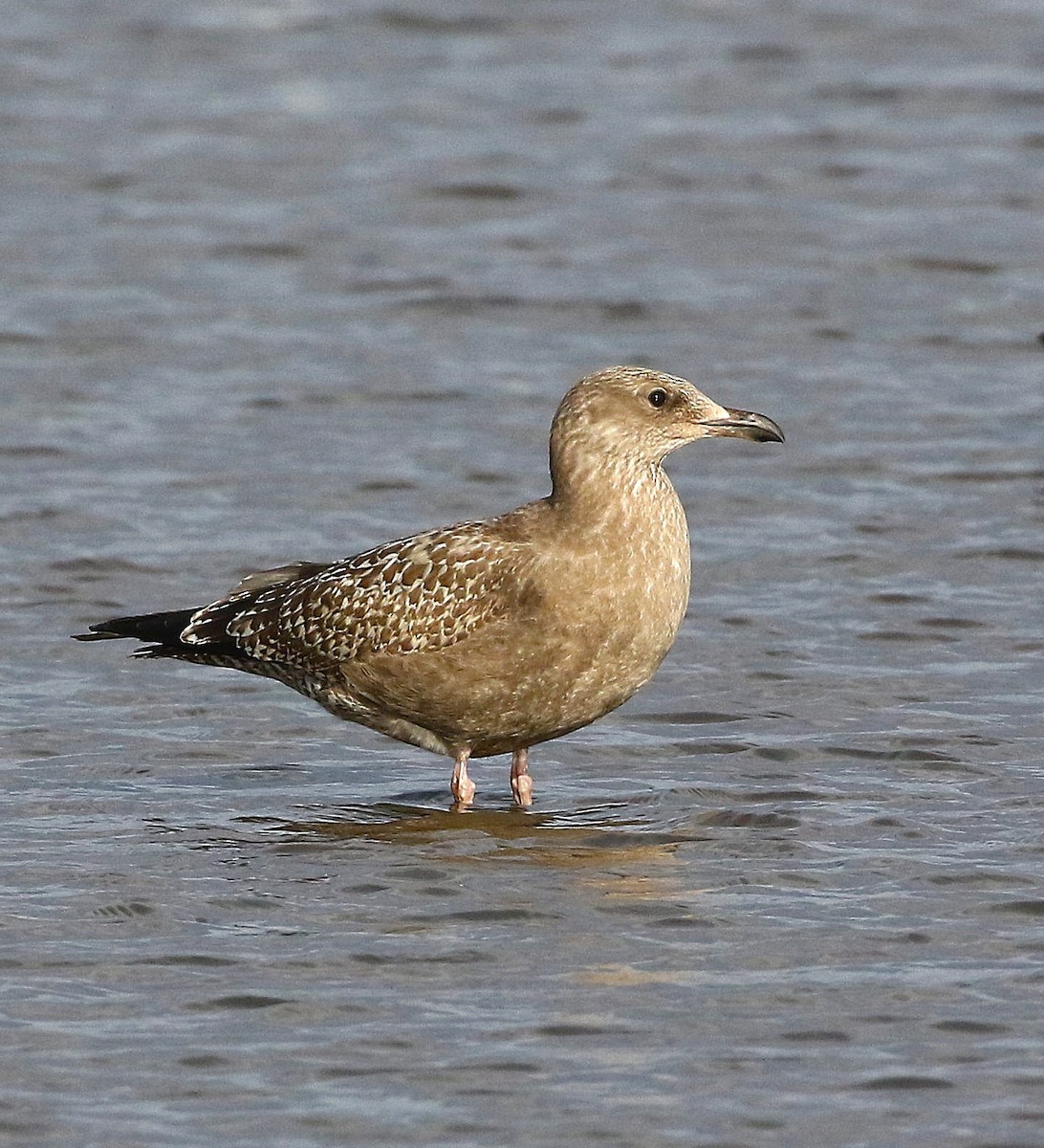 Goéland hudsonien - ML644685149