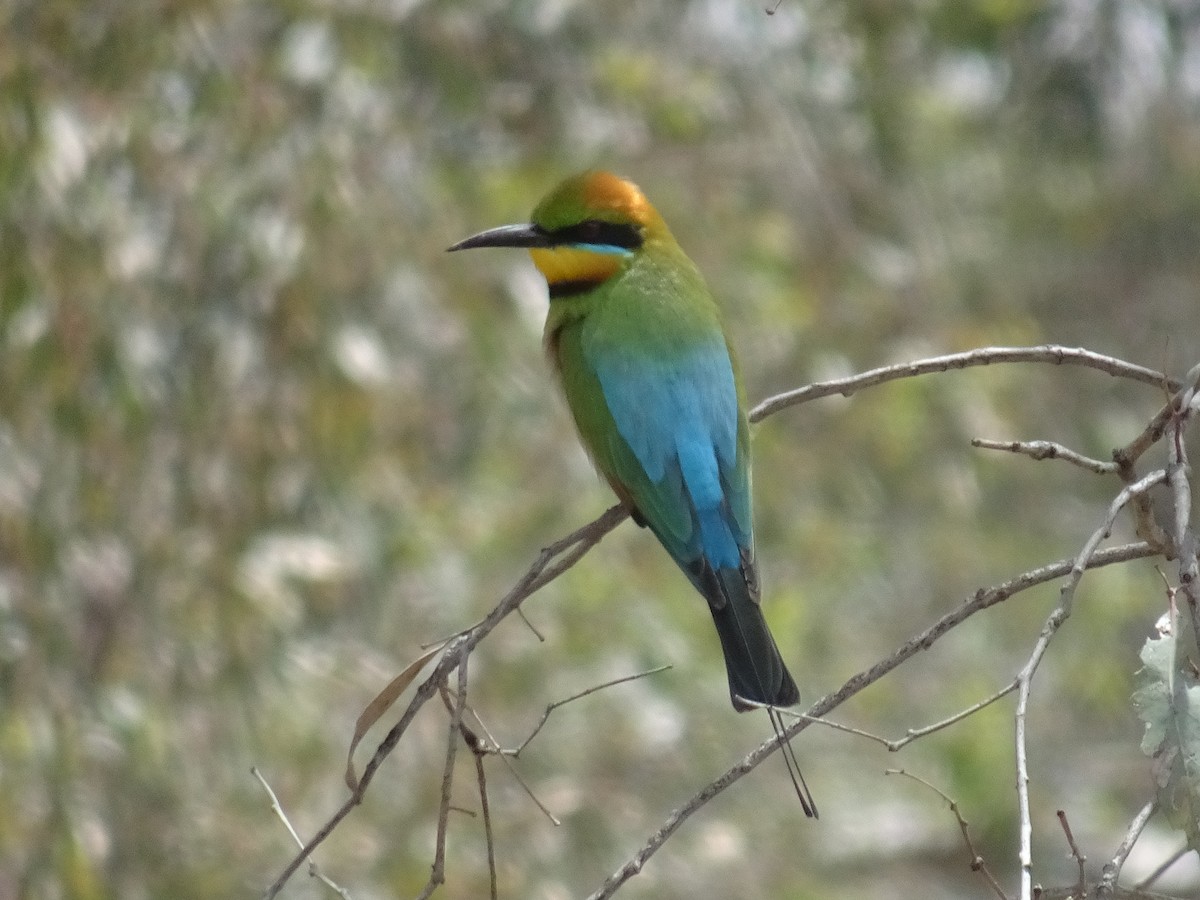 Guêpier arc-en-ciel - ML644685156