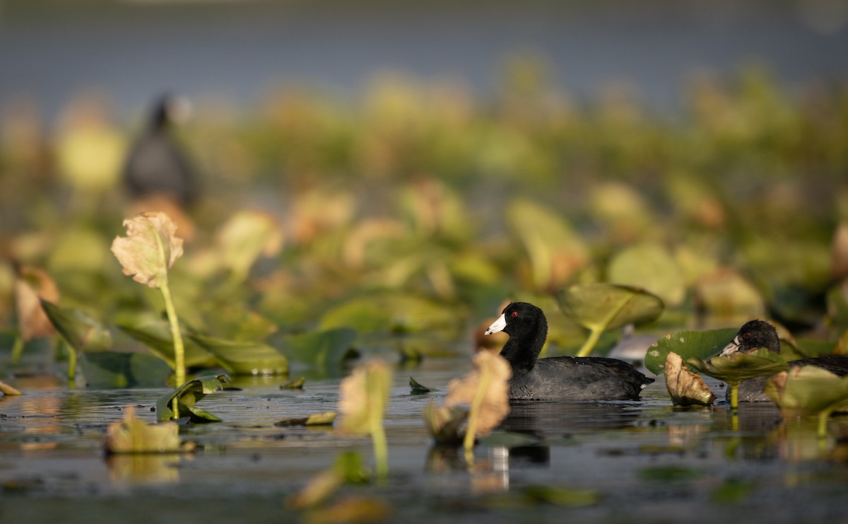 Foulque d'Amérique - ML644685159