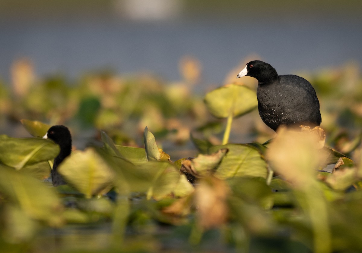Foulque d'Amérique - ML644685160
