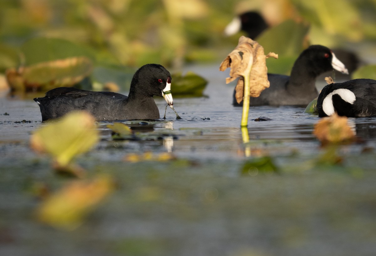 Foulque d'Amérique - ML644685161