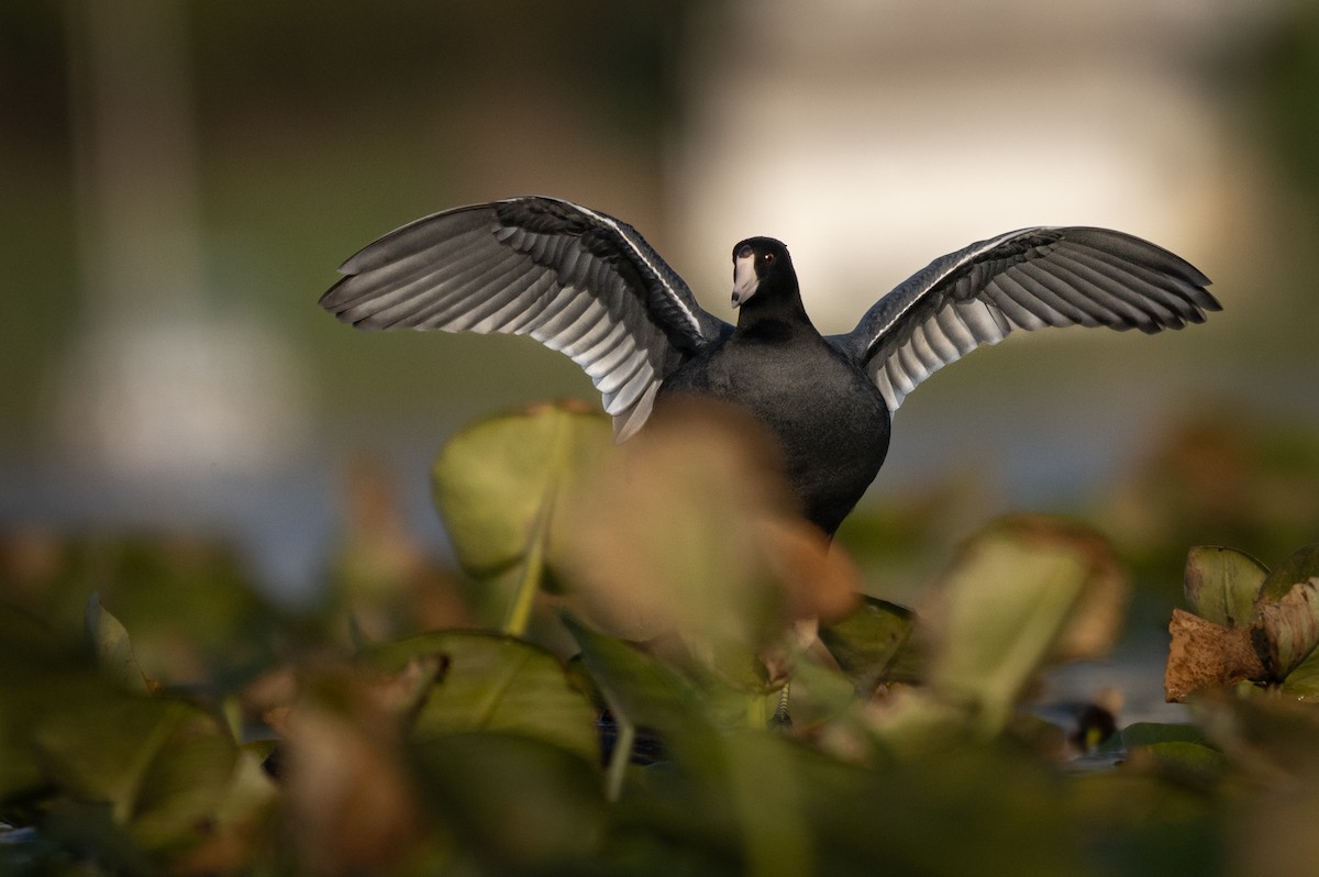 Foulque d'Amérique - ML644685164
