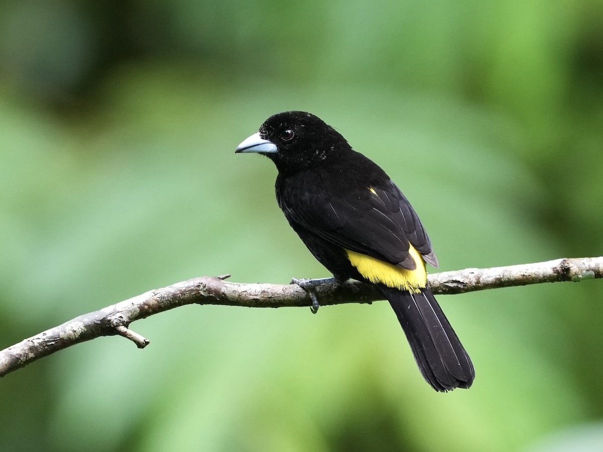 Tangara flamboyant - ML644685166