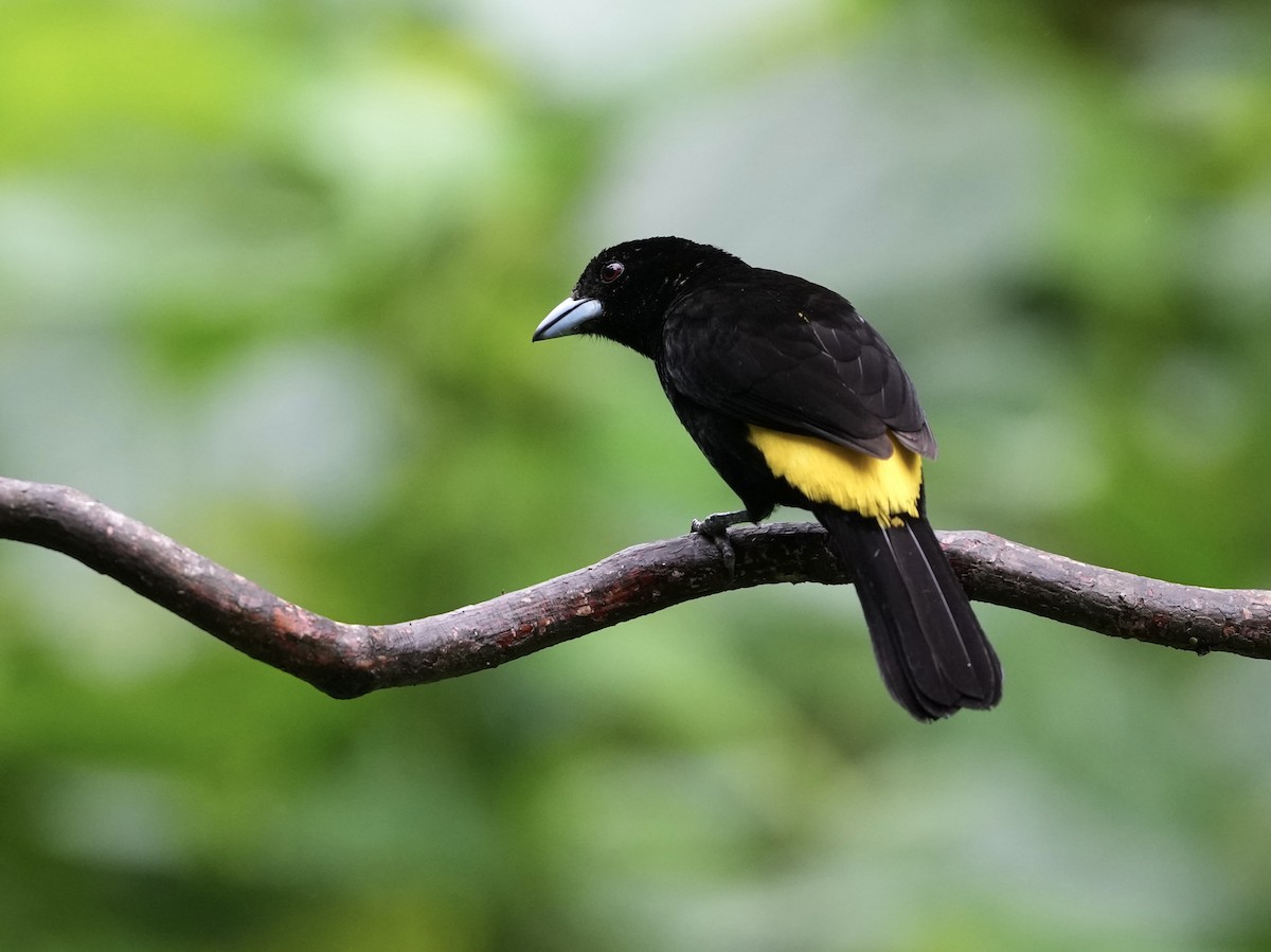 Tangara flamboyant - ML644685167