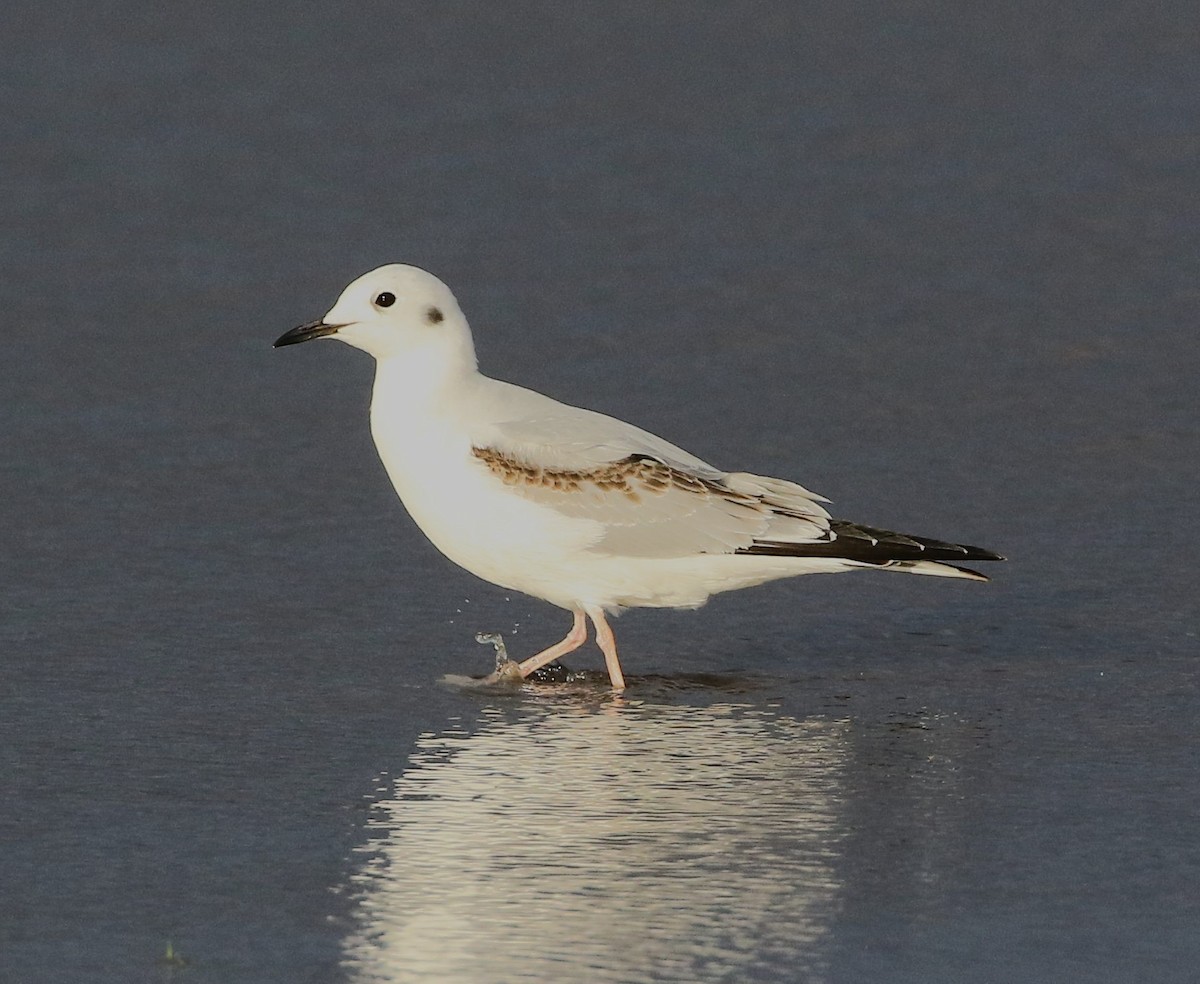 Mouette de Bonaparte - ML644685168