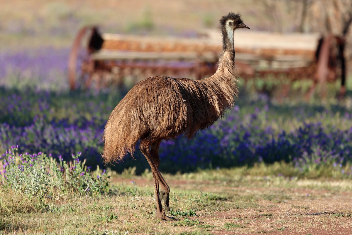 Émeu d'Australie - ML644685170