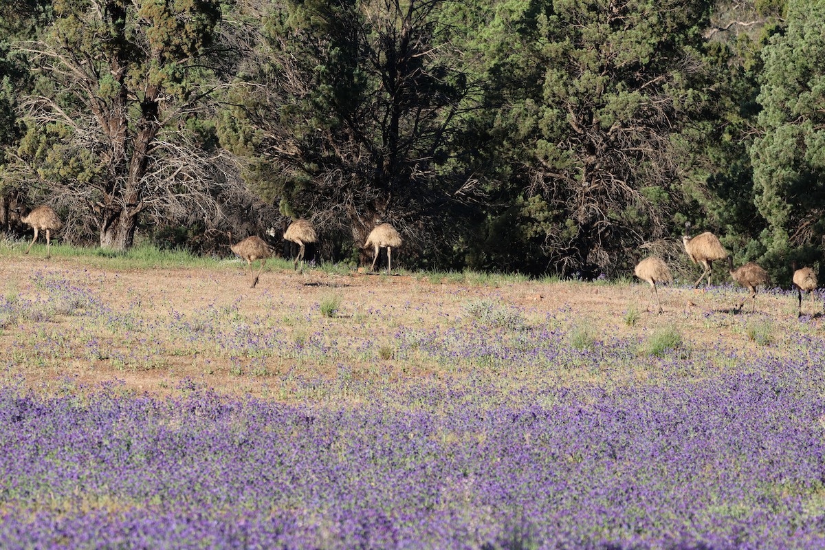 Émeu d'Australie - ML644685171