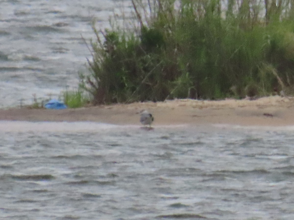 Mouette atricille - ML644685172