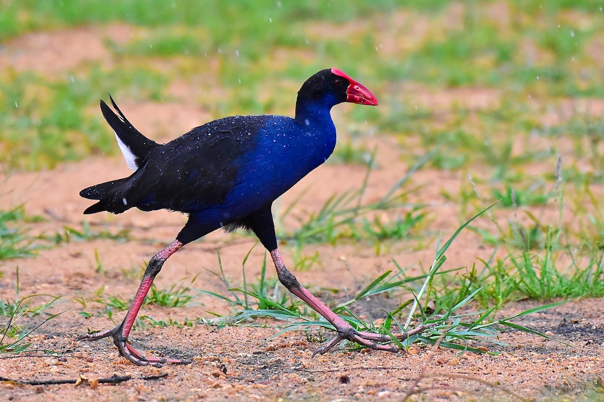 オーストラリアセイケイ - ML644685174