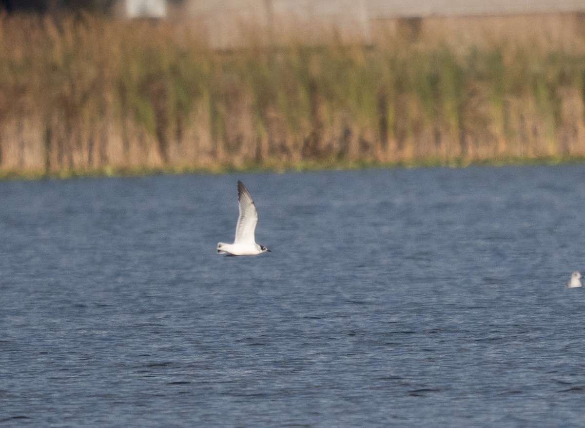 Mouette de Franklin - ML644685177