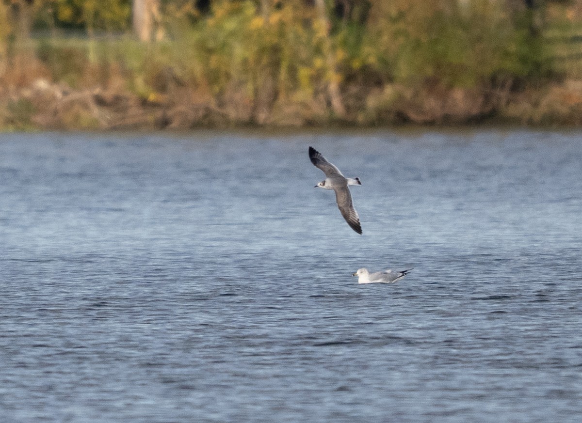 Mouette de Franklin - ML644685178