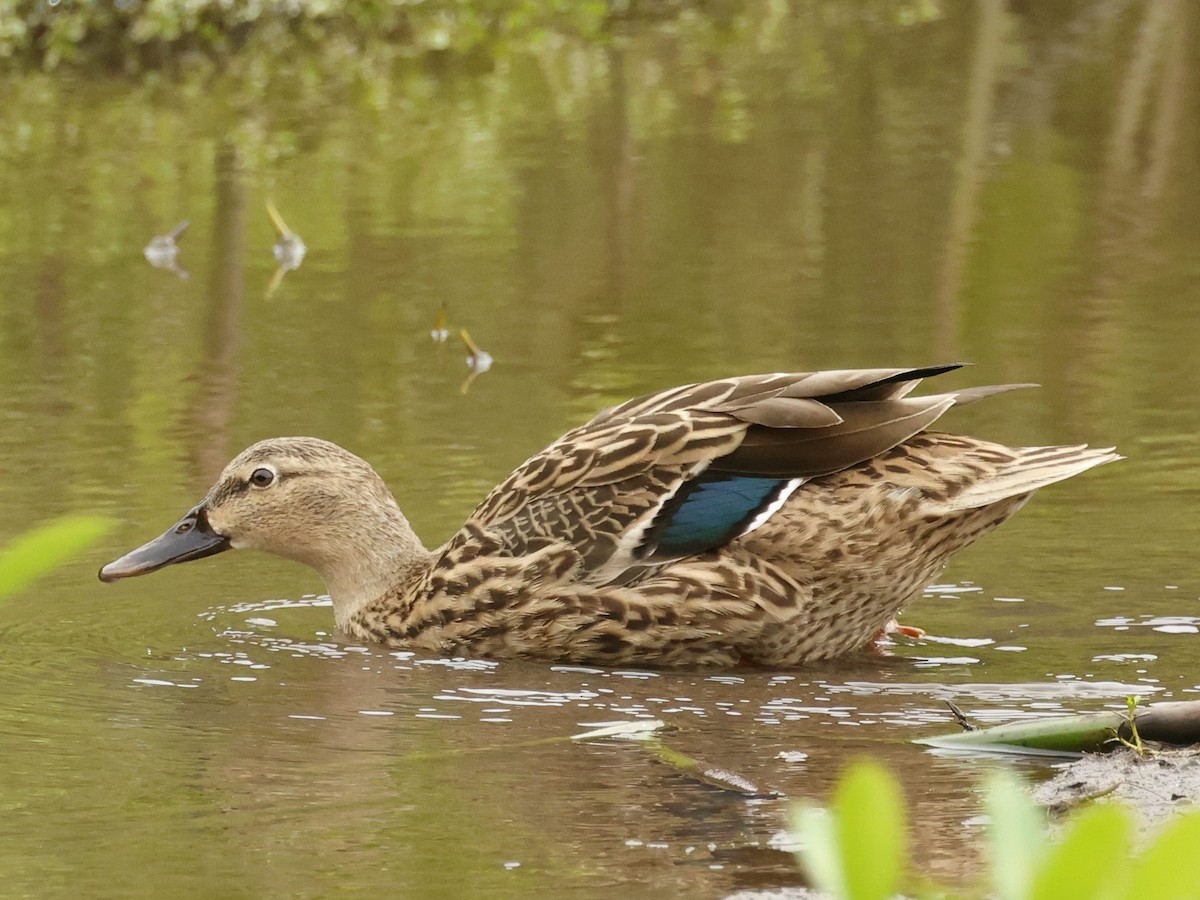 Canard des Hawaï - ML644685181