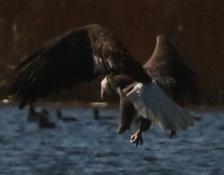 עיטם לבן-ראש - ML644685184