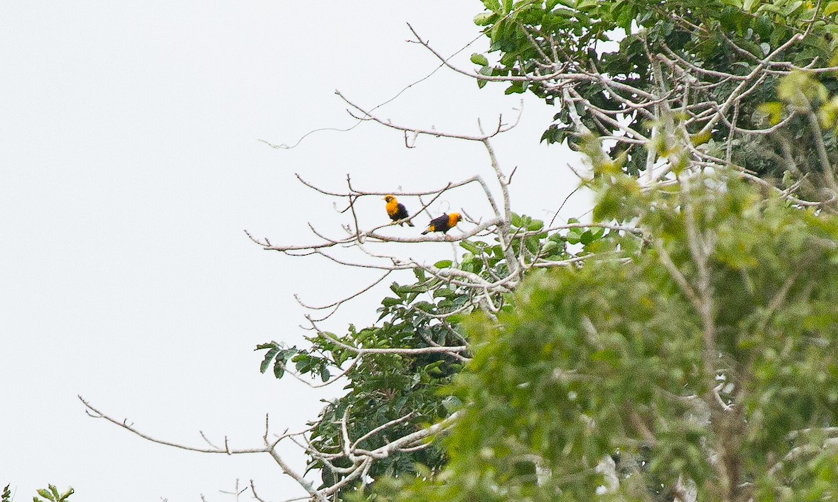 gyllenstær - ML644685192