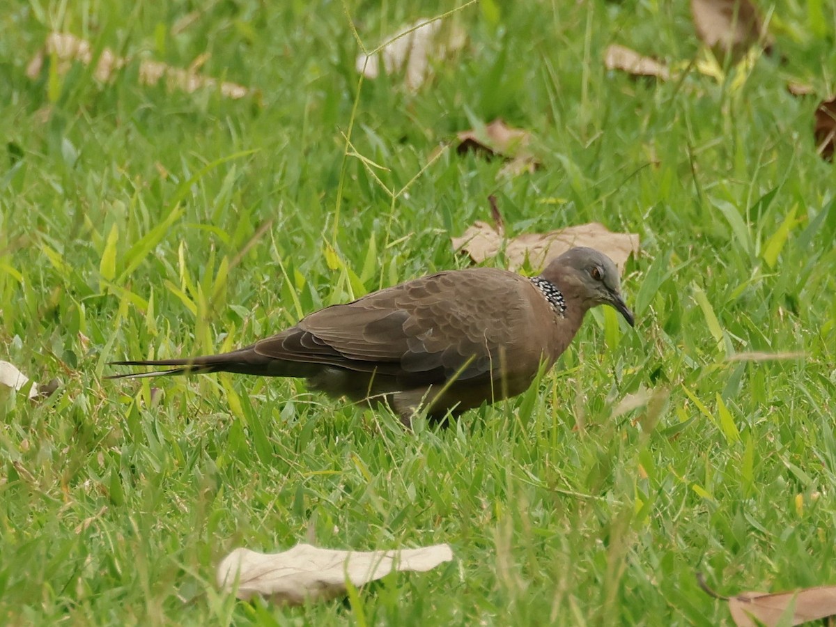 カノコバト - ML644685193