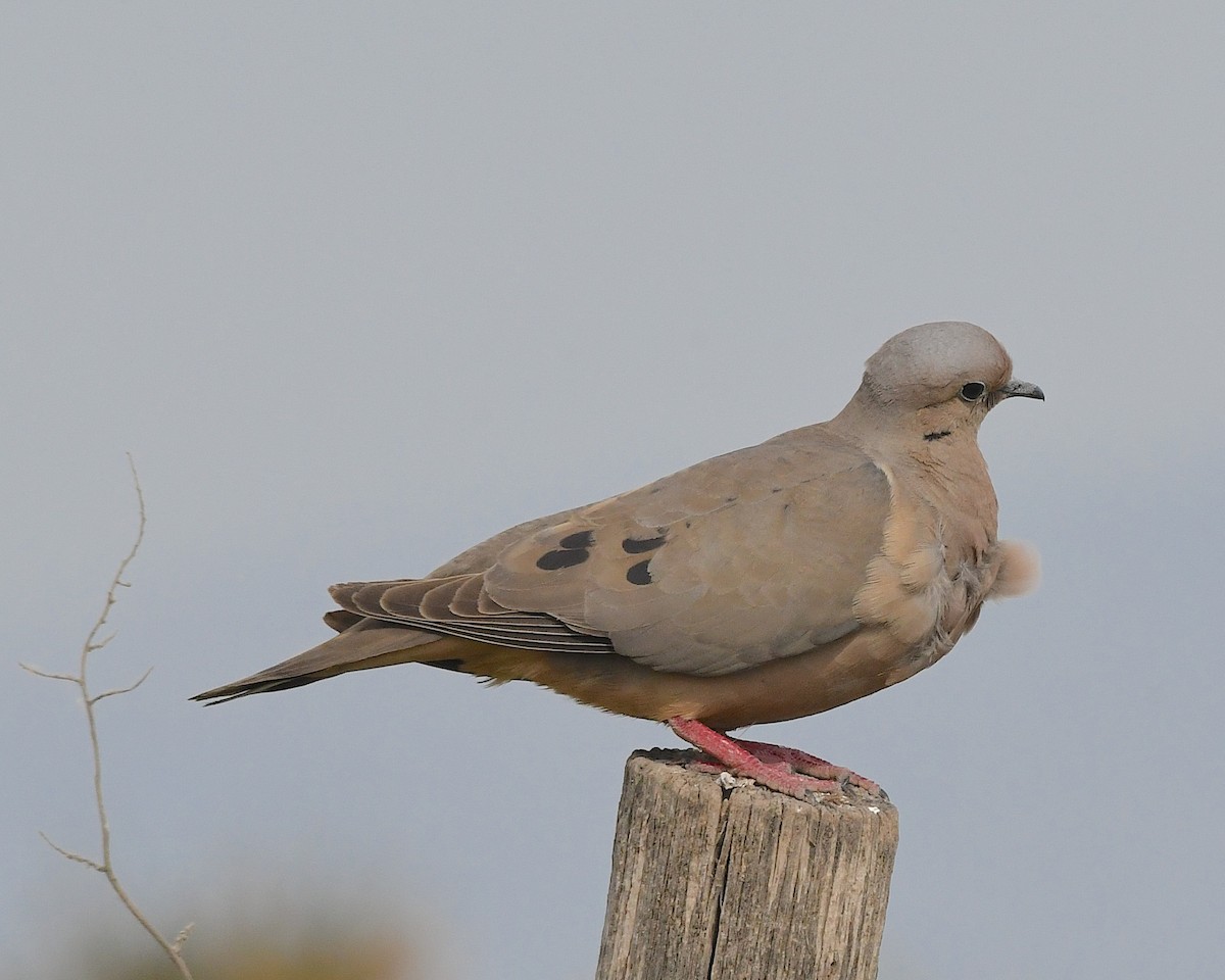 hrdlička černouchá - ML644685194