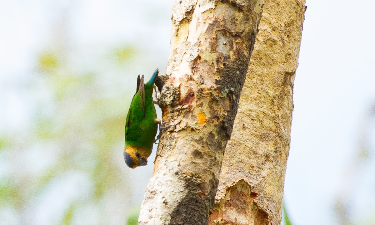 rustfjesknøttpapitt - ML644685202